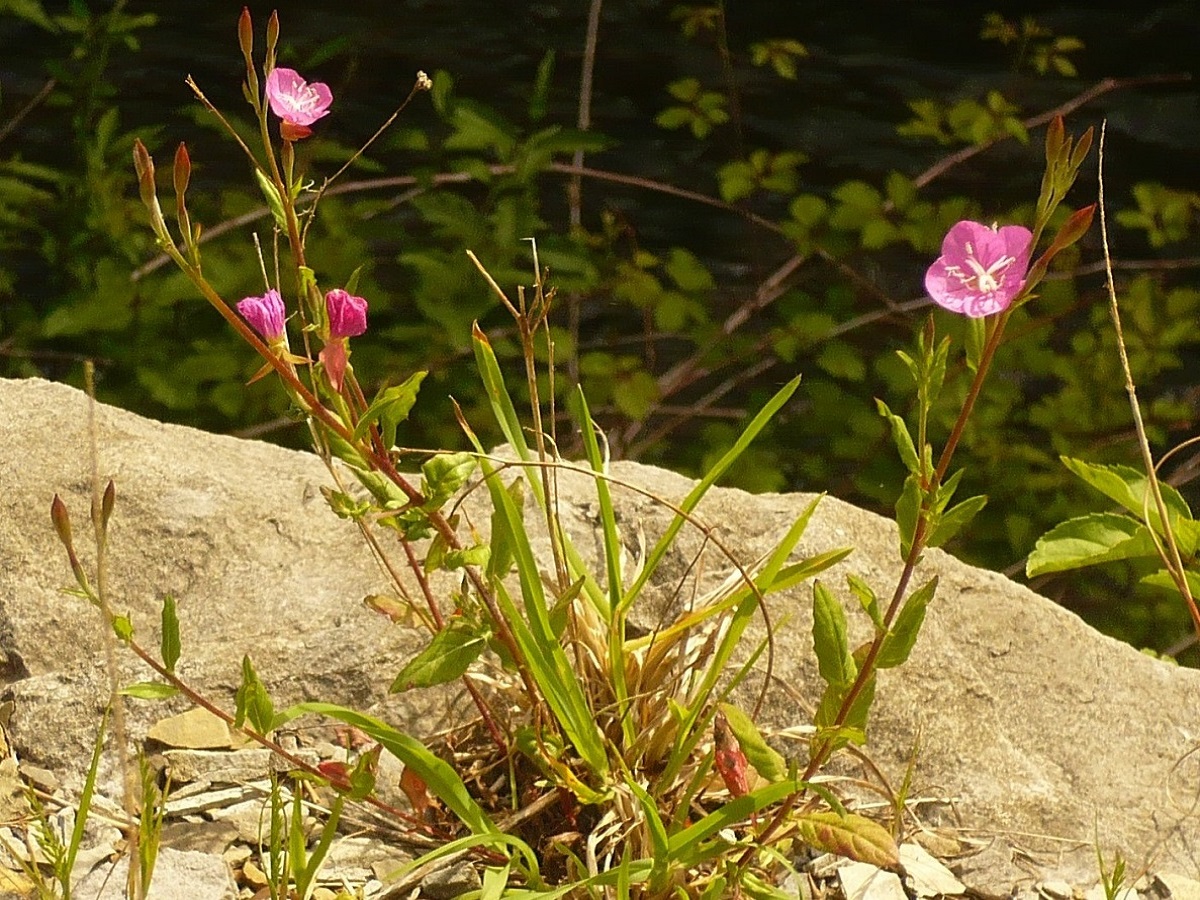 Oenothera rosea (Onagraceae)